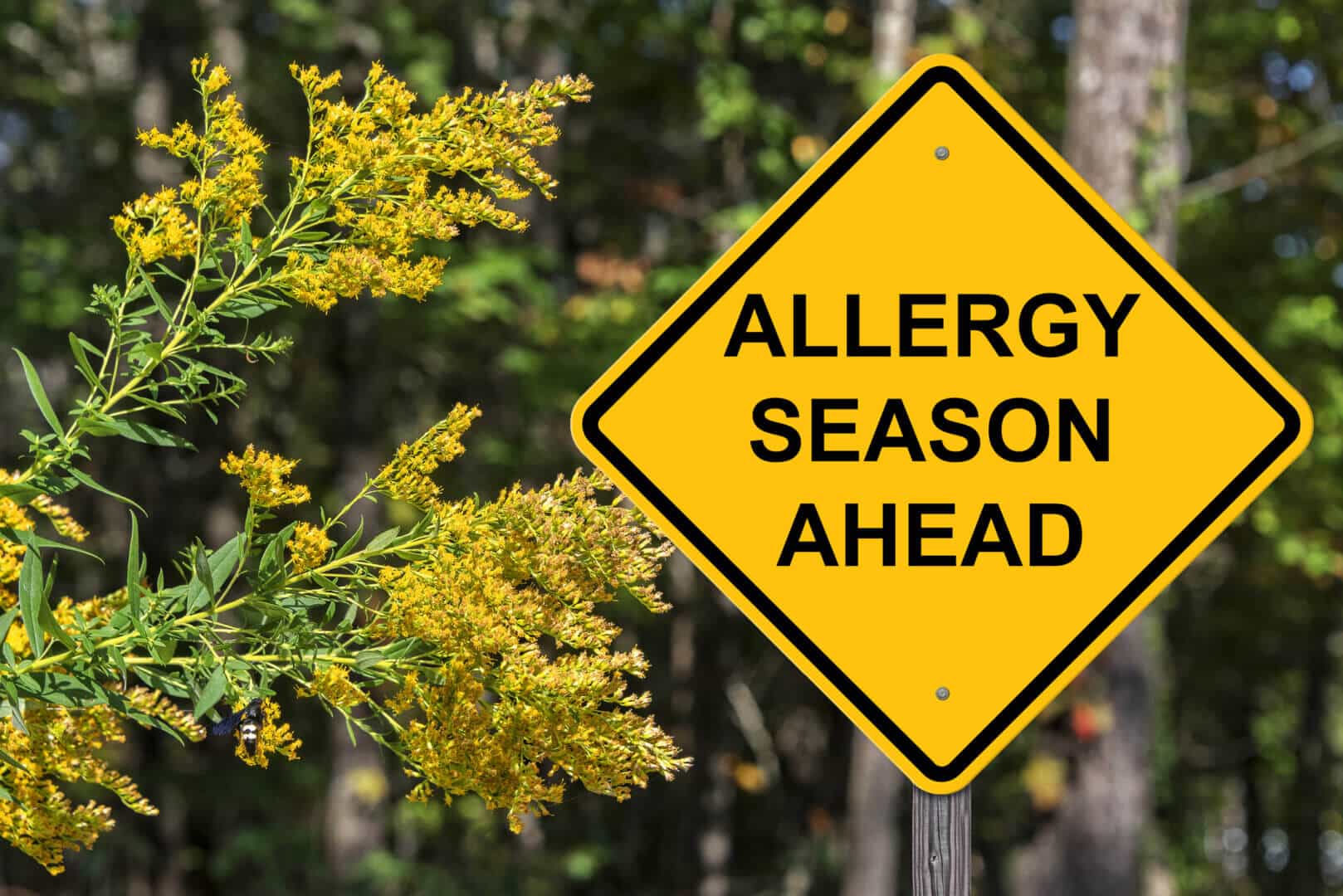 It’s Allergy Season! Tips for Allergy-Free Indoor Air